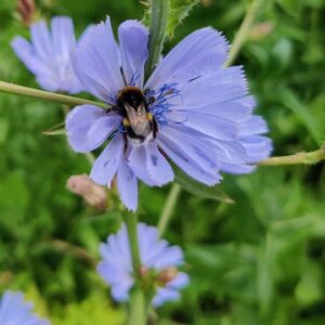 Nærbillede af humlebi i blå blomst