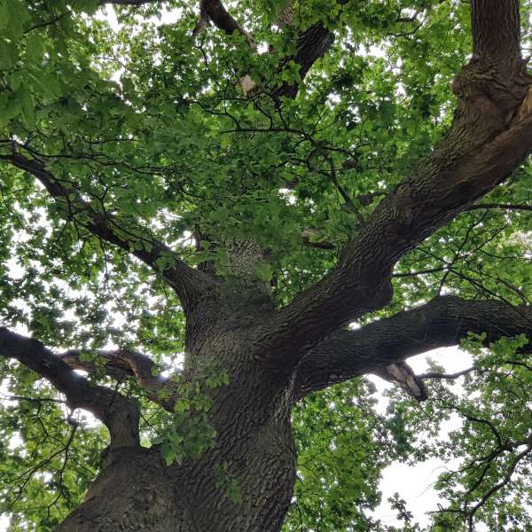 Egetræs grene